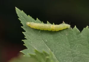 Fruit Tree Leafroller Caterpillar inside a rolled leaf.