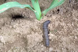 Signs of cutworm damage on vegetables