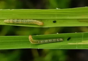 Fruit Tree Leafroller Caterpillar crawling along a tree branch.