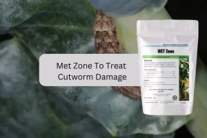 Met zone treatment for managing cutworm damage