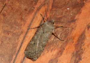 Close-up of Army Cutworm larvae on soil surface.