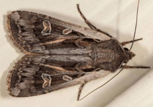 Army Cutworm adult moth resting on a leaf.