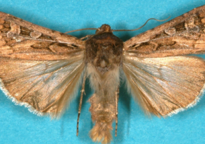 Damage caused by Army Cutworm on crop leaves. 