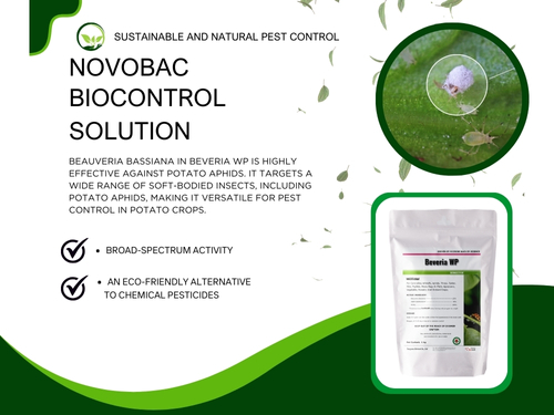 Beveria WP bio insecticides Beauveria bassiana for potato aphids