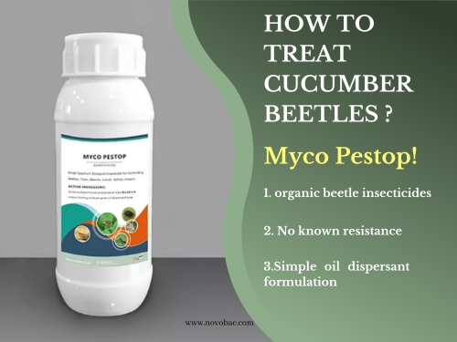 Myco Pestop biopesticide for cucumber beetles