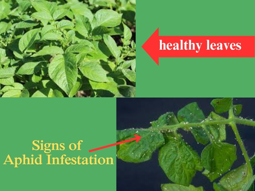 potato aphids damage on potato plant leaves, showing leaf damage caused by aphid infestation.