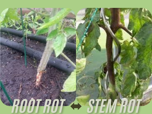 Tomato Stem Rot and Root Rot signs