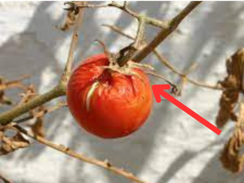 Tomato plants affected by Fusarium wilt, with yellowing and wilting leaves showing clear symptoms. 