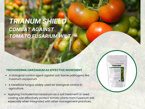 Trianum Shield bio-fungicide product, an organic solution for treating tomato Fusarium wilt. 