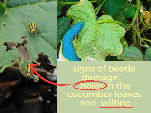 signs of cucumber beetle damage