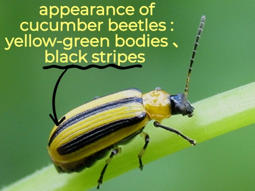 cucumber beetles close up on leaves 