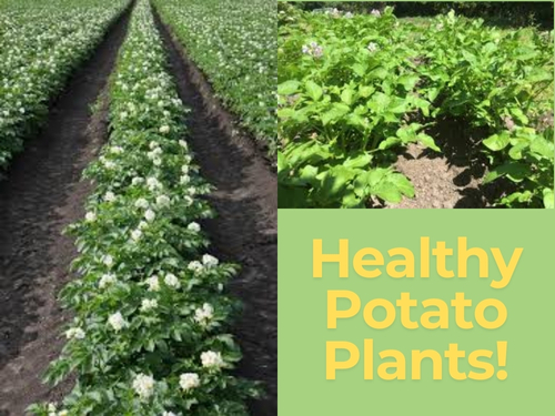 Healthy potato plants thriving after the application of organic pest control methods