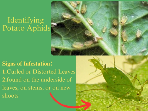 Potato plant with curled and discolored leaves indicating aphid infestation