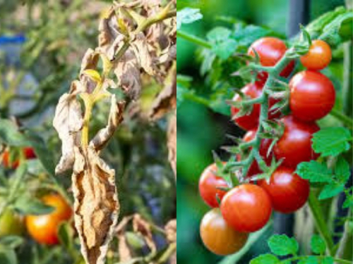 Comparison of tomato plants before and after Fusarium wilt infection, with healthy and diseased plants side by side. 