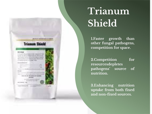 Trianum Shield biofungicide for tomato stem rot treatment