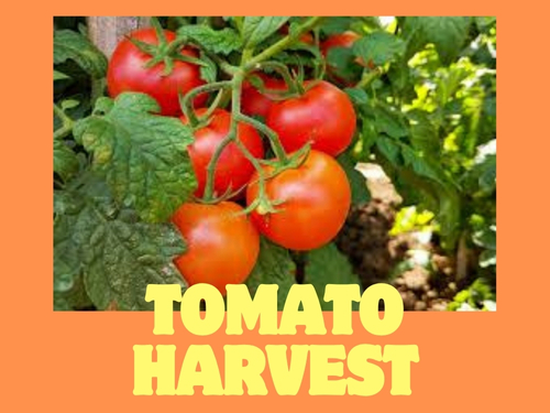 A bountiful harvest of tomatoes grown healthy after treatment with Trianum Shield